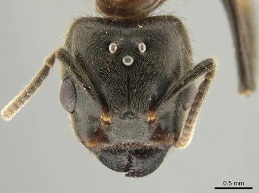 Azteca muelleri specimen CASENT0624629 image casent0624629_2