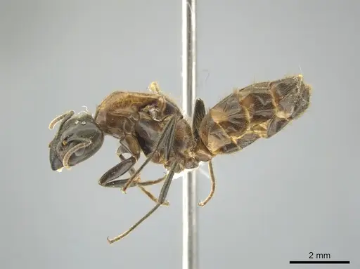 Azteca muelleri specimen CASENT0624629 image casent0624629_3