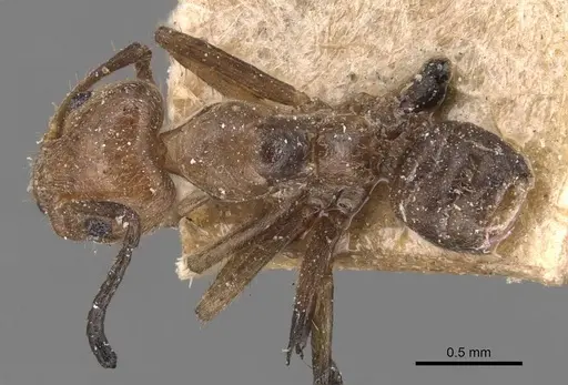 Azteca muelleri specimen CASENT0905078 image casent0905078_1
