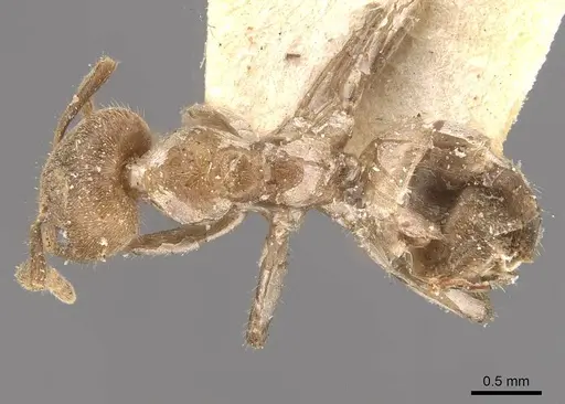 Azteca muelleri specimen CASENT0909656 image casent0909656_1