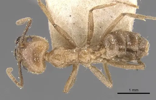 Azteca muelleri specimen CASENT0909657 image casent0909657_1