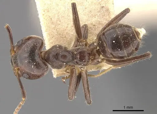 Azteca muelleri specimen CASENT0909658 image casent0909658_1