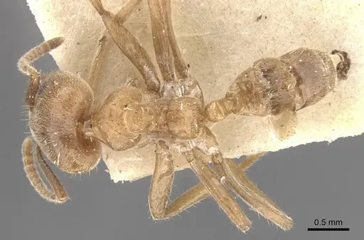 Azteca muelleri specimen CASENT0909698 image casent0909698_1