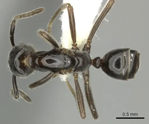 Azteca nanogyna specimen JTLC000004288 image jtlc000004288_1