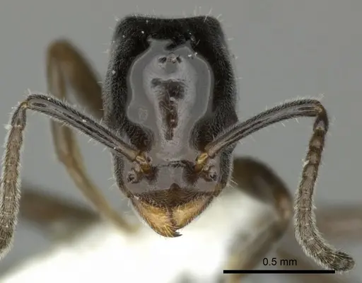 Azteca nanogyna specimen JTLC000004288 image jtlc000004288_2