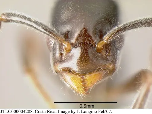 Azteca nanogyna specimen JTLC000004288 image jtlc000004288_3