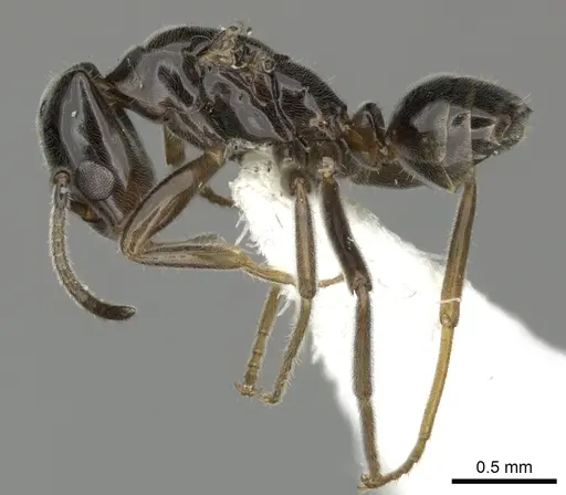 Azteca nanogyna specimen JTLC000004288 image jtlc000004288_4