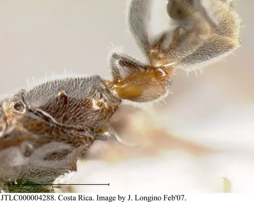 Azteca nanogyna specimen JTLC000004288 image jtlc000004288_5
