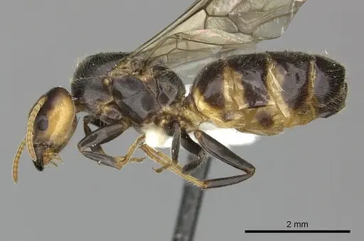 Azteca nigra specimen CASENT0249597 image casent0249597_3