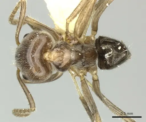 Azteca nigra specimen CASENT0619161 image casent0619161_1
