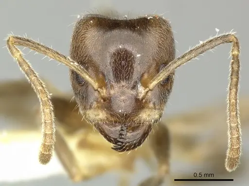 Azteca nigra specimen CASENT0619161 image casent0619161_2