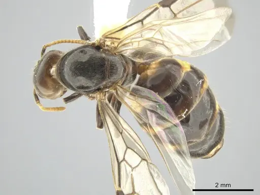 Azteca nigra specimen CASENT0628892 image casent0628892_1