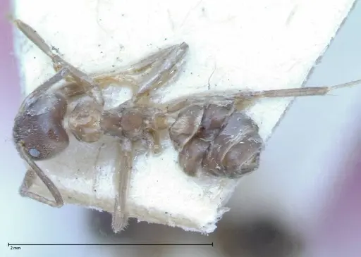 Azteca nigra specimen FOCOL0068-1 image focol0068-1_1