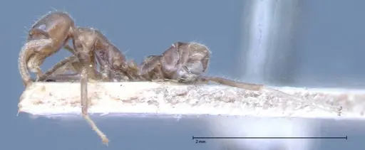 Azteca nigra specimen FOCOL0068-1 image focol0068-1_3