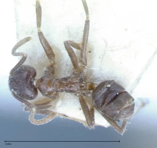 Azteca nigra specimen FOCOL0068-2 image focol0068-2_1
