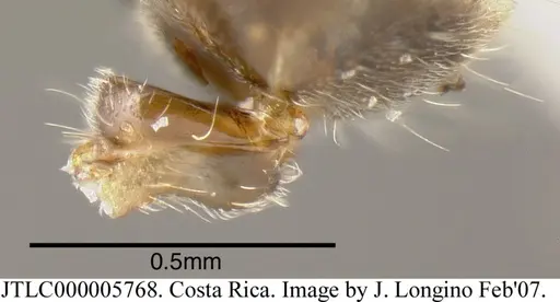 Azteca nigra specimen JTLC000005768 image jtlc000005768_1