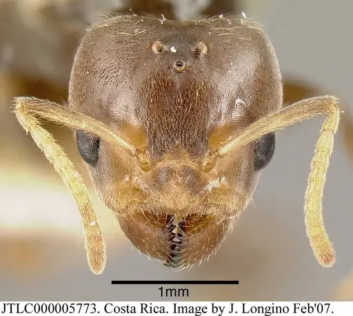 Azteca nigra specimen JTLC000005773 image jtlc000005773_1