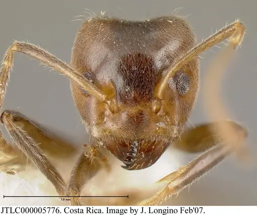 Azteca nigra specimen JTLC000005776 image jtlc000005776_1