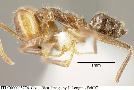 Azteca nigra specimen JTLC000005776 image jtlc000005776_2