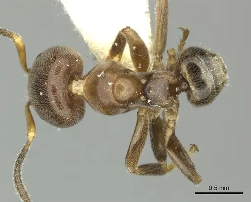 Azteca nigricans specimen CASENT0619165 image casent0619165_1