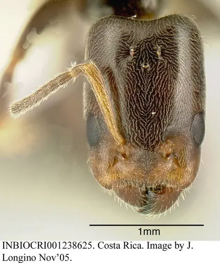 Azteca nigricans specimen INBIOCRI001238625 image inbiocri001238625_1