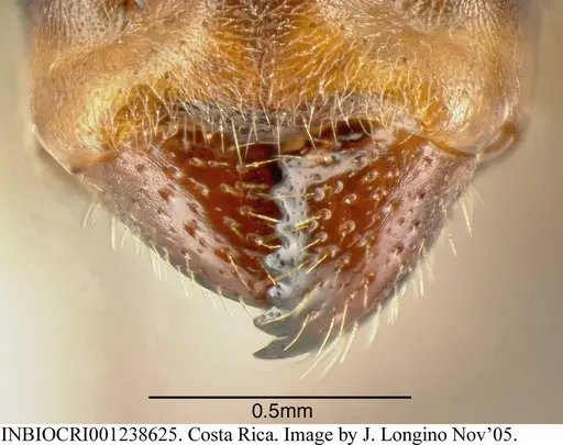 Azteca nigricans specimen INBIOCRI001238625 image inbiocri001238625_2