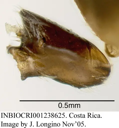 Azteca nigricans specimen INBIOCRI001238625 image inbiocri001238625_4