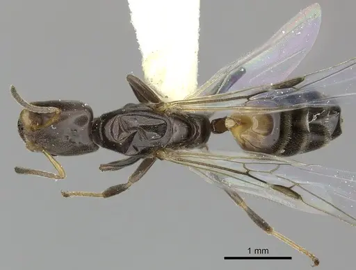 Azteca nigricans specimen INBIOCRI001254181 image inbiocri001254181_1