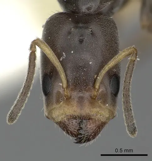 Azteca nigricans specimen INBIOCRI001254181 image inbiocri001254181_2