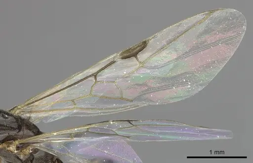 Azteca nigricans specimen INBIOCRI001254181 image inbiocri001254181_4