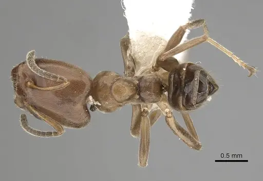 Azteca nigricans specimen JTLC000009529 image jtlc000009529_1