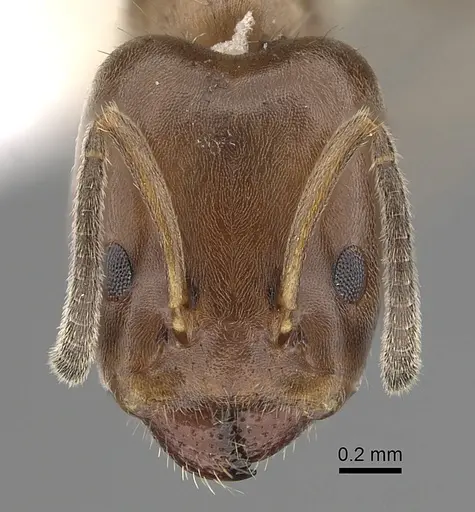 Azteca nigricans specimen JTLC000009529 image jtlc000009529_2