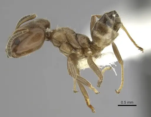 Azteca nigricans specimen JTLC000009529 image jtlc000009529_3