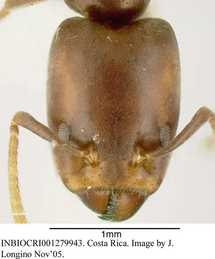 Azteca oecocordia specimen INBIOCRI001279943 image inbiocri001279943_1