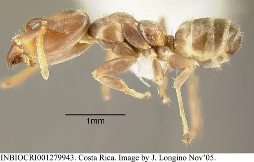 Azteca oecocordia specimen INBIOCRI001279943 image inbiocri001279943_2