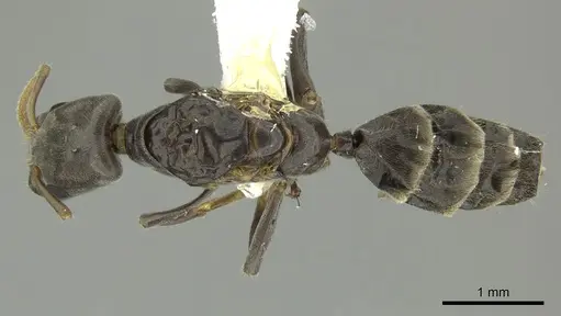 Azteca oecocordia specimen INBIOCRI001279956 image inbiocri001279956_1