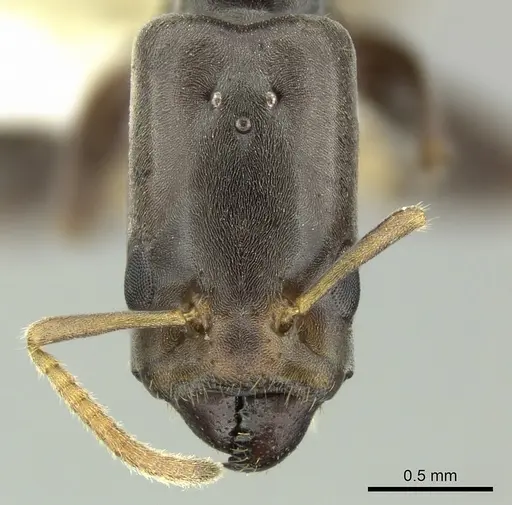 Azteca oecocordia specimen INBIOCRI001279956 image inbiocri001279956_2