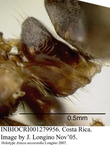 Azteca oecocordia specimen INBIOCRI001279956 image inbiocri001279956_5