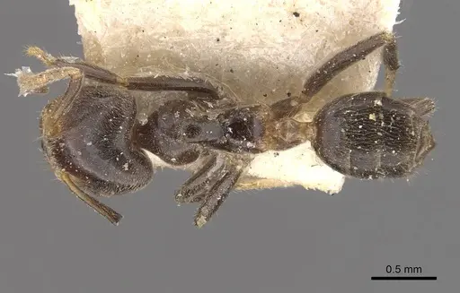 Azteca olitrix specimen CASENT0909661 image casent0909661_1