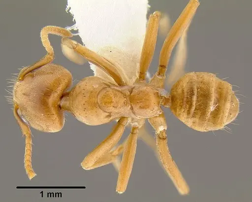 Azteca ovaticeps specimen CASENT0106110 image casent0106110_1