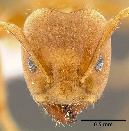 Azteca ovaticeps specimen CASENT0106110 image casent0106110_2