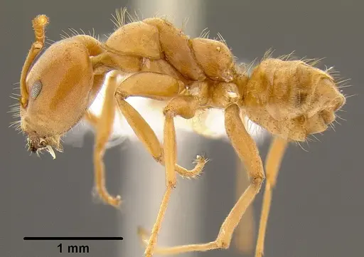 Azteca ovaticeps specimen CASENT0106110 image casent0106110_3