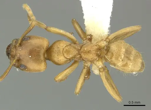 Azteca ovaticeps specimen CASENT0619167 image casent0619167_1