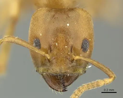 Azteca ovaticeps specimen CASENT0619167 image casent0619167_2