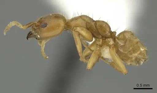 Azteca ovaticeps specimen CASENT0619167 image casent0619167_3