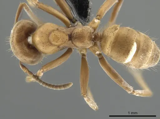 Azteca ovaticeps specimen CASENT0649880 image casent0649880_1
