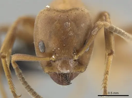 Azteca ovaticeps specimen CASENT0649880 image casent0649880_2