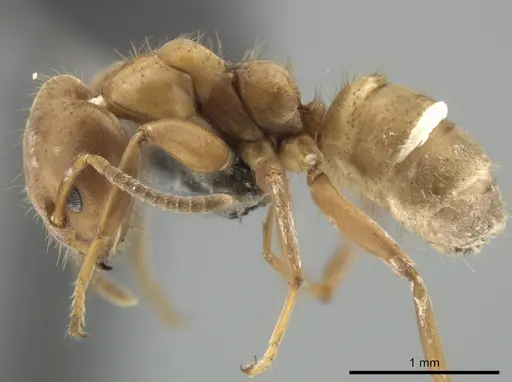 Azteca ovaticeps specimen CASENT0649880 image casent0649880_3