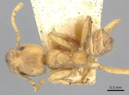 Azteca ovaticeps specimen CASENT0903004 image casent0903004_1