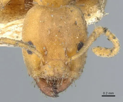 Azteca ovaticeps specimen CASENT0903004 image casent0903004_2